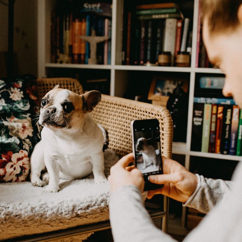 Taking a photo of a french bulldog